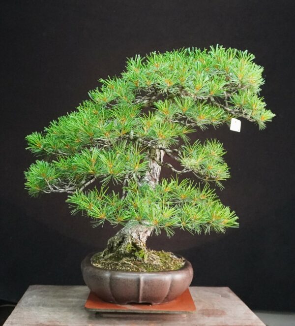 Japanese White Pine | 67 cm | Japan | Refined Simplicity with Cascading Elegance - Afbeelding 5
