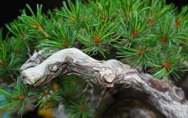 Japanese White Pine | 67 cm | Japan | Refined Simplicity with Cascading Elegance - Afbeelding 7