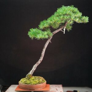 Japanese White Pine | 95 cm | Japan | Tall Serenity in Bunjin Grace