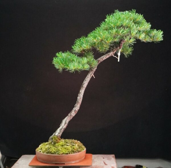 Japanese White Pine | 95 cm | Japan | Tall Serenity in Bunjin Grace