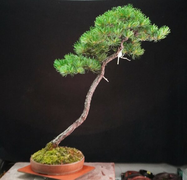Japanese White Pine | 95 cm | Japan | Tall Serenity in Bunjin Grace - Afbeelding 2