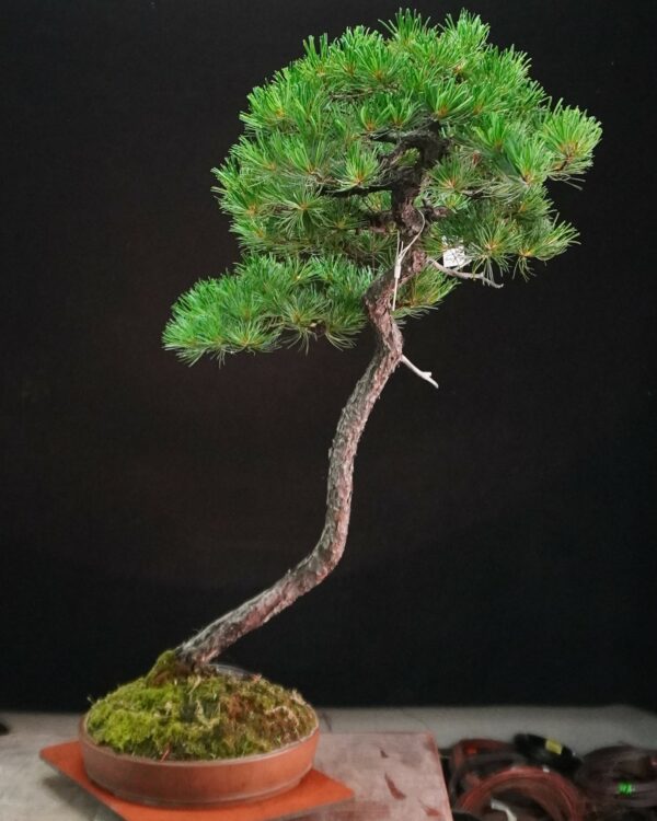 Japanese White Pine | 95 cm | Japan | Tall Serenity in Bunjin Grace - Afbeelding 3