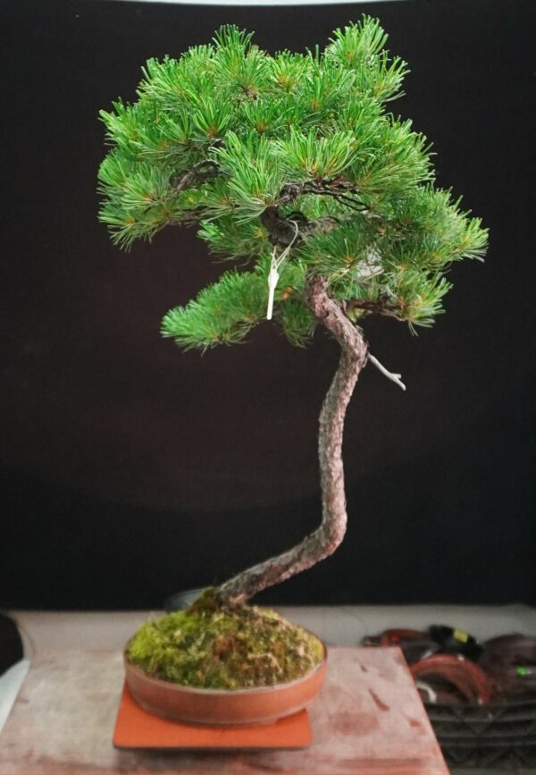 Japanese White Pine | 95 cm | Japan | Tall Serenity in Bunjin Grace - Afbeelding 4