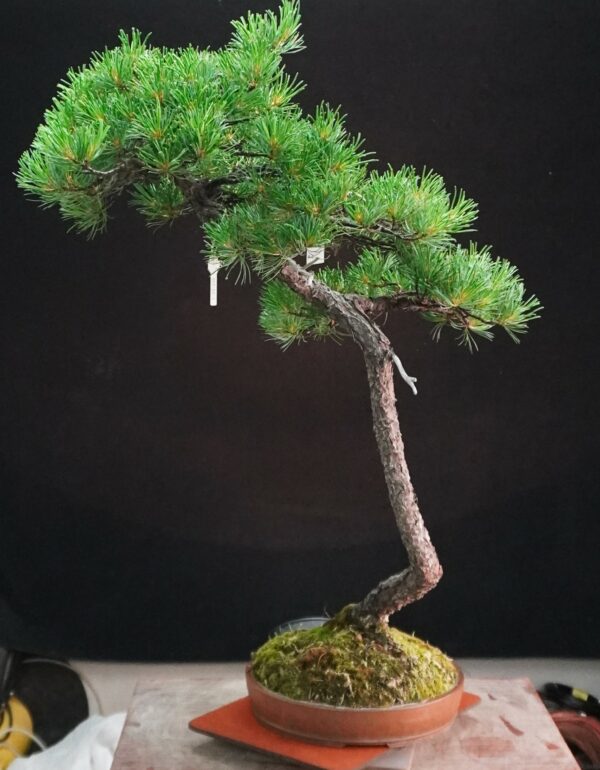 Japanese White Pine | 95 cm | Japan | Tall Serenity in Bunjin Grace - Afbeelding 5