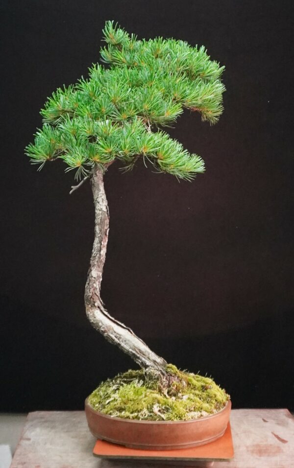 Japanese White Pine | 95 cm | Japan | Tall Serenity in Bunjin Grace - Afbeelding 7