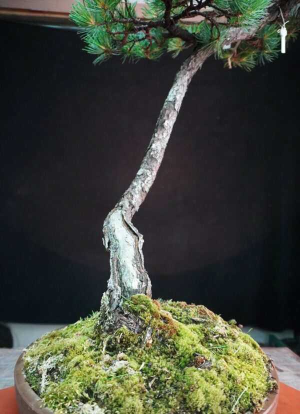 Japanese White Pine | 95 cm | Japan | Tall Serenity in Bunjin Grace - Afbeelding 8