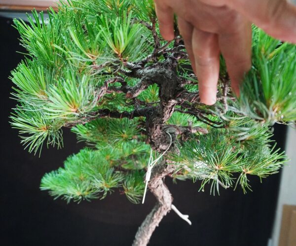 Japanese White Pine | 95 cm | Japan | Tall Serenity in Bunjin Grace - Afbeelding 9