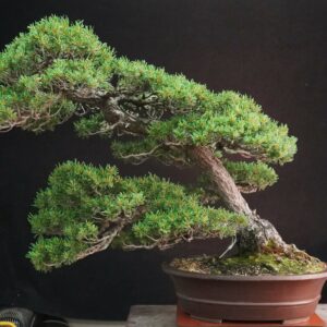Japanese White Pine 'Kokonoe' | 70 cm | Japan | Grace in Kinship, Strength in Flow
