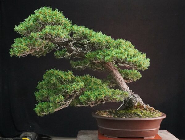 Japanese White Pine 'Kokonoe' | 70 cm | Japan | Grace in Kinship, Strength in Flow