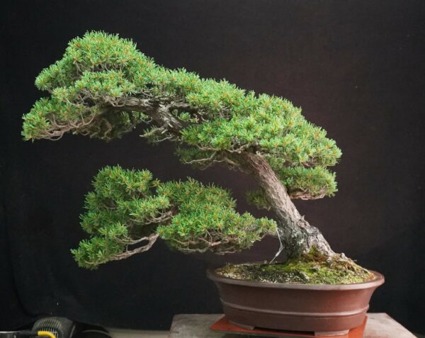 Japanese White Pine 'Kokonoe' | 70 cm | Japan | Grace in Kinship, Strength in Flow - Afbeelding 2