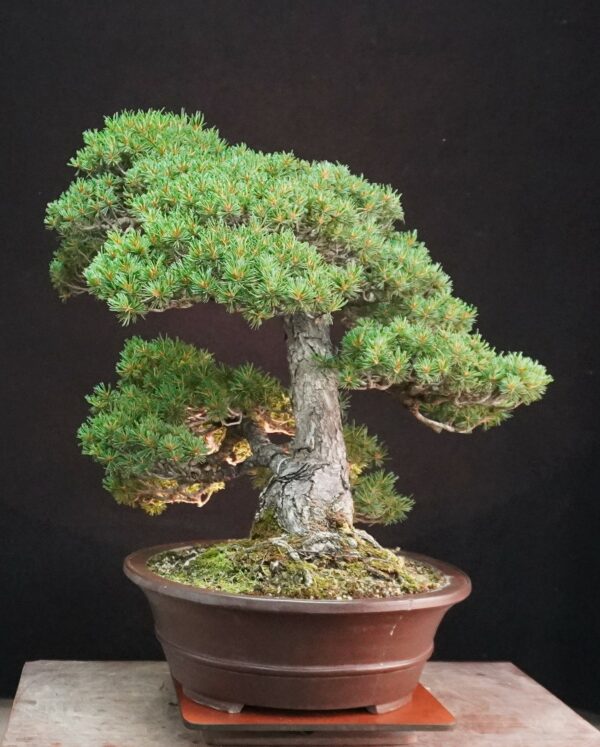 Japanese White Pine 'Kokonoe' | 70 cm | Japan | Grace in Kinship, Strength in Flow - Afbeelding 3
