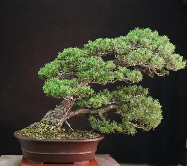 Japanese White Pine 'Kokonoe' | 70 cm | Japan | Grace in Kinship, Strength in Flow - Afbeelding 4