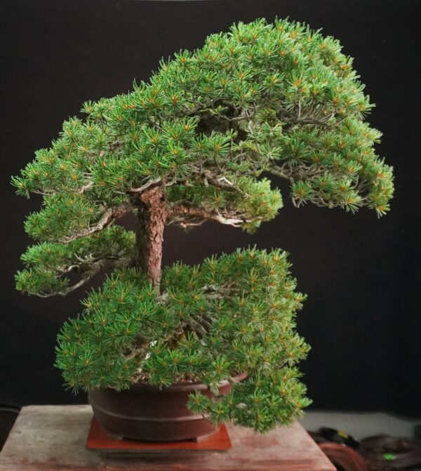Japanese White Pine 'Kokonoe' | 70 cm | Japan | Grace in Kinship, Strength in Flow - Afbeelding 5