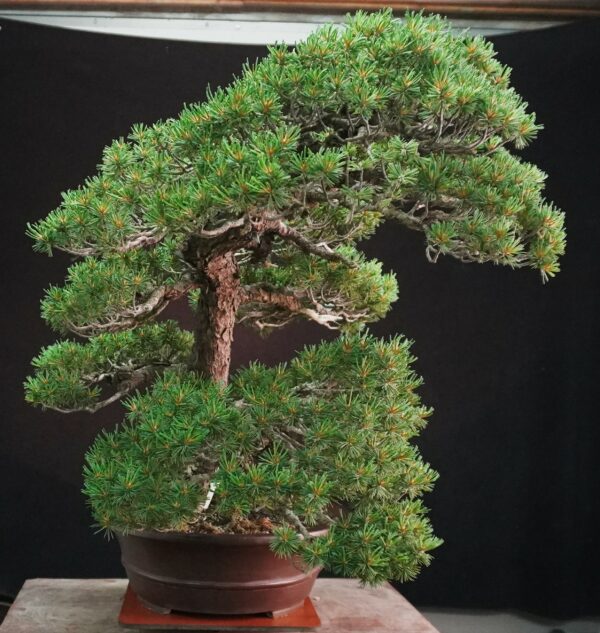 Japanese White Pine 'Kokonoe' | 70 cm | Japan | Grace in Kinship, Strength in Flow - Afbeelding 6