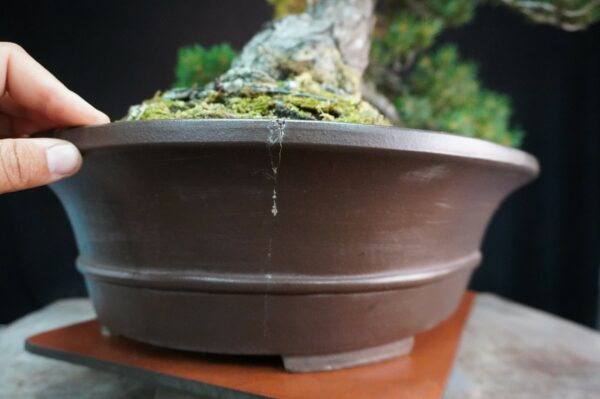 Japanese White Pine 'Kokonoe' | 70 cm | Japan | Grace in Kinship, Strength in Flow - Afbeelding 7