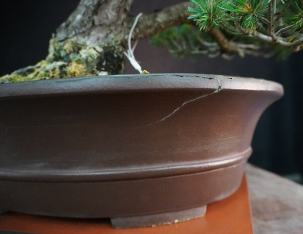 Japanese White Pine 'Kokonoe' | 70 cm | Japan | Grace in Kinship, Strength in Flow - Afbeelding 8