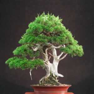 Juniperus chinensis ‘Itoigawa’ | 50 cm | Japan | Life in Contrast, Story in Grain