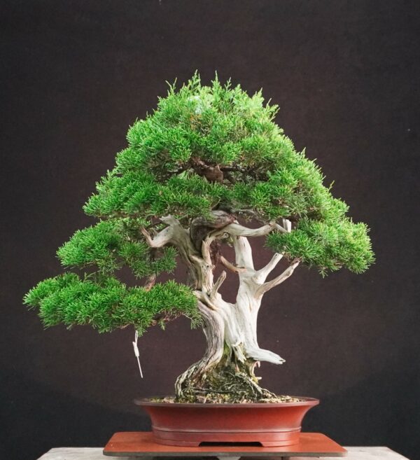 Juniperus chinensis ‘Itoigawa’ | 50 cm | Japan | Life in Contrast, Story in Grain