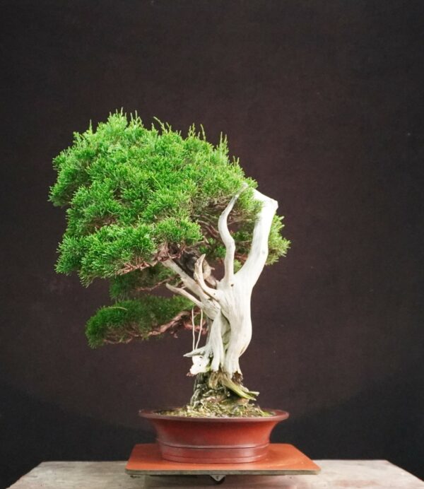 Juniperus chinensis ‘Itoigawa’ | 50 cm | Japan | Life in Contrast, Story in Grain - Afbeelding 2