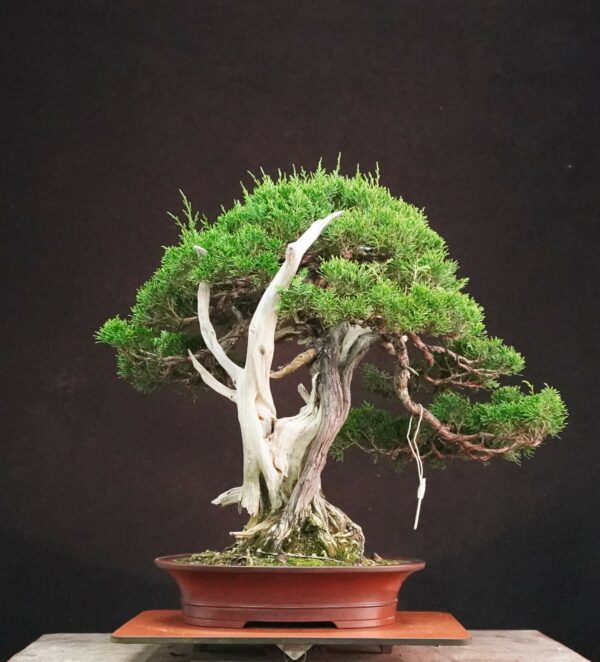 Juniperus chinensis ‘Itoigawa’ | 50 cm | Japan | Life in Contrast, Story in Grain - Afbeelding 3