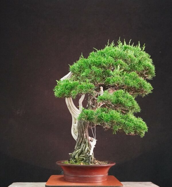 Juniperus chinensis ‘Itoigawa’ | 50 cm | Japan | Life in Contrast, Story in Grain - Afbeelding 4