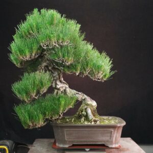Japanese Black Pine ‘Kuromatsu’ | 69cm | Japan | Strength in Descent, Poetry in Age