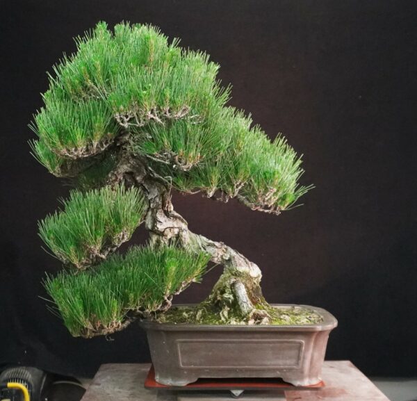 Japanese Black Pine ‘Kuromatsu’ | 69cm | Japan | Strength in Descent, Poetry in Age