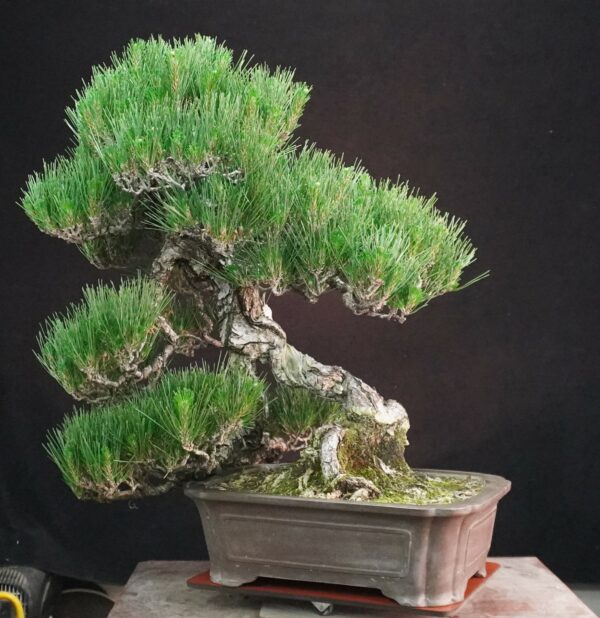 Japanese Black Pine ‘Kuromatsu’ | 69cm | Japan | Strength in Descent, Poetry in Age - Afbeelding 2