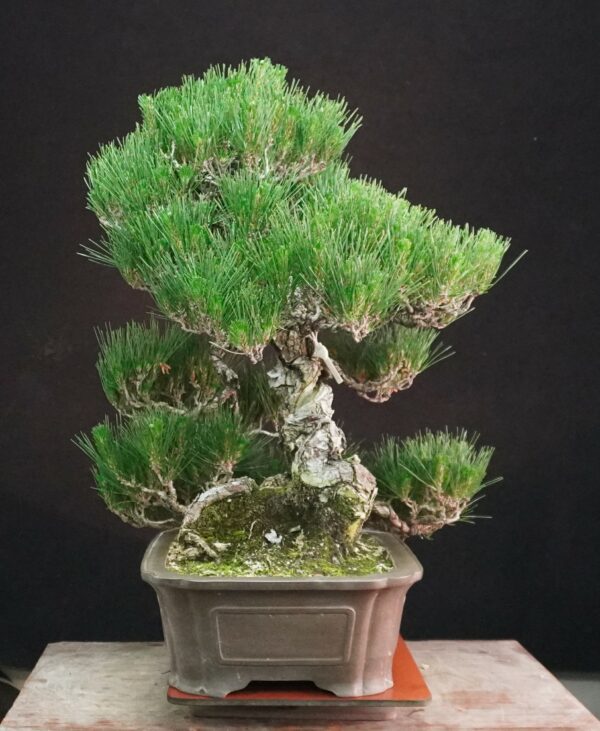 Japanese Black Pine ‘Kuromatsu’ | 69cm | Japan | Strength in Descent, Poetry in Age - Afbeelding 3