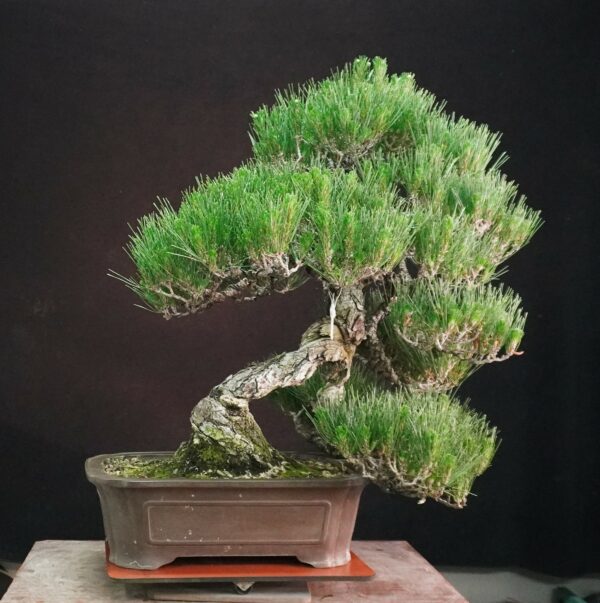 Japanese Black Pine ‘Kuromatsu’ | 69cm | Japan | Strength in Descent, Poetry in Age - Afbeelding 4