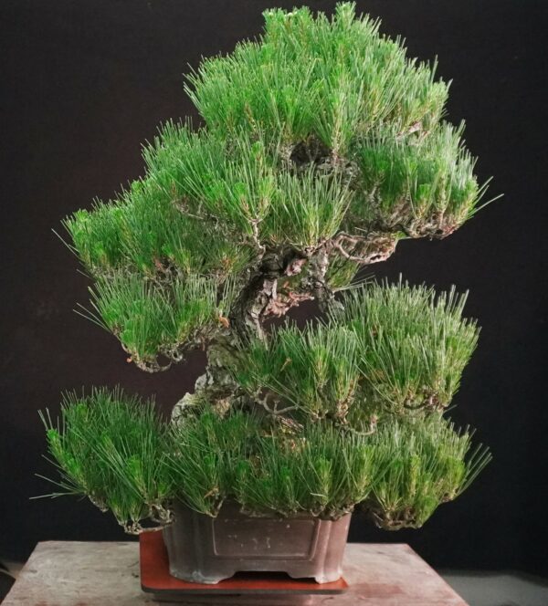 Japanese Black Pine ‘Kuromatsu’ | 69cm | Japan | Strength in Descent, Poetry in Age - Afbeelding 5