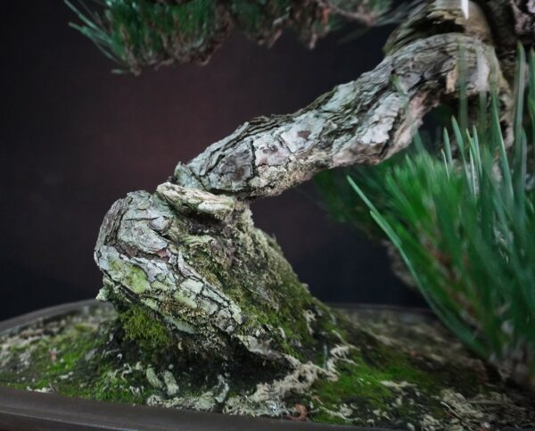 Japanese Black Pine ‘Kuromatsu’ | 69cm | Japan | Strength in Descent, Poetry in Age - Afbeelding 6