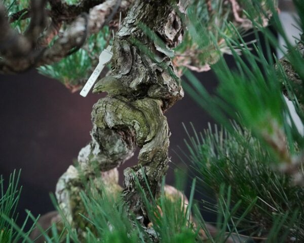 Japanese Black Pine ‘Kuromatsu’ | 69cm | Japan | Strength in Descent, Poetry in Age - Afbeelding 8