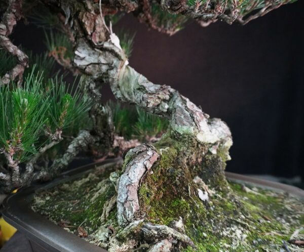 Japanese Black Pine ‘Kuromatsu’ | 69cm | Japan | Strength in Descent, Poetry in Age - Afbeelding 9