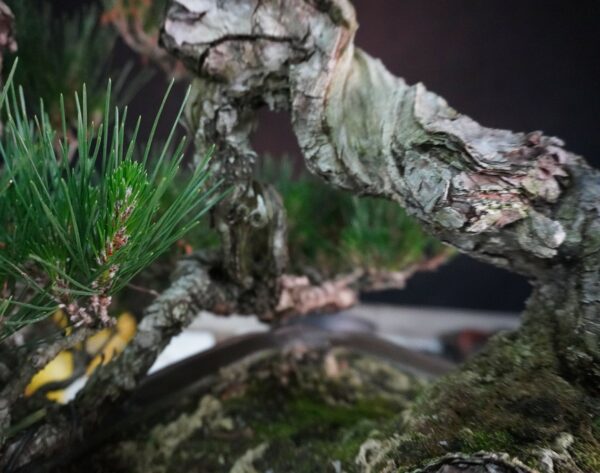 Japanese Black Pine ‘Kuromatsu’ | 69cm | Japan | Strength in Descent, Poetry in Age - Afbeelding 10