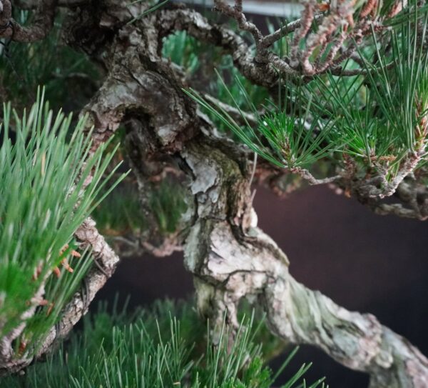Japanese Black Pine ‘Kuromatsu’ | 69cm | Japan | Strength in Descent, Poetry in Age - Afbeelding 12