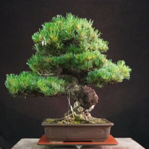 Japanese White Pine (Grafted) | 53 cm | Japan | Strength and Structure in Moyogi Elegance