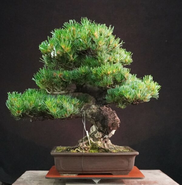 Japanese White Pine (Grafted) | 53 cm | Japan | Strength and Structure in Moyogi Elegance