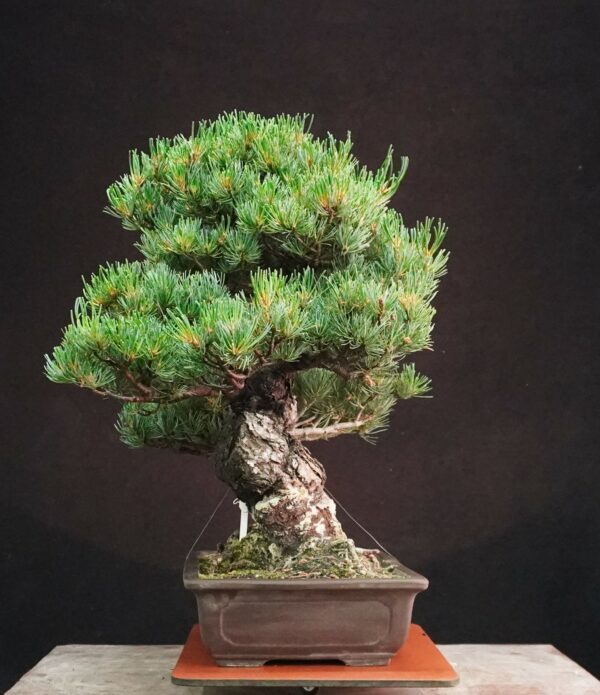 Japanese White Pine (Grafted) | 53 cm | Japan | Strength and Structure in Moyogi Elegance - Afbeelding 2
