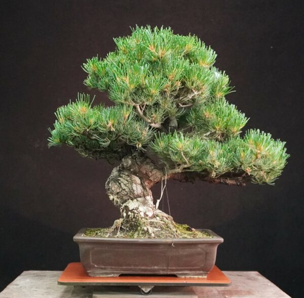 Japanese White Pine (Grafted) | 53 cm | Japan | Strength and Structure in Moyogi Elegance - Afbeelding 3