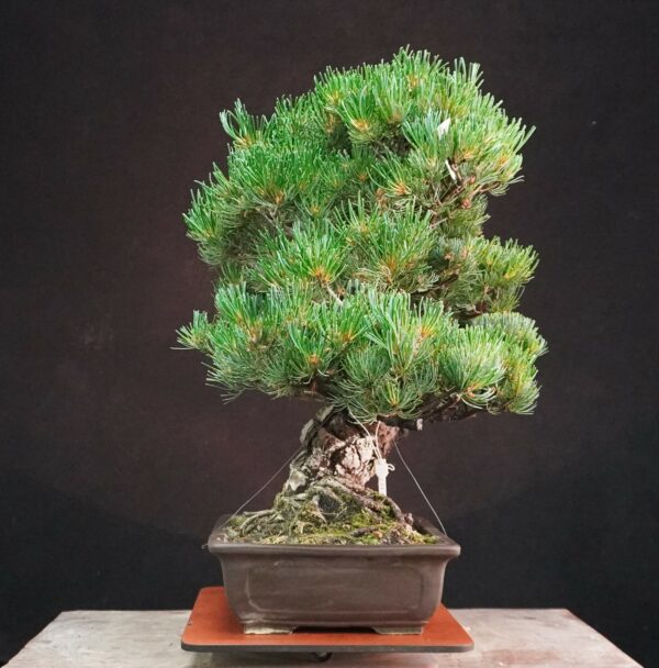 Japanese White Pine (Grafted) | 53 cm | Japan | Strength and Structure in Moyogi Elegance - Afbeelding 4