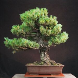 Japanese White Pine (Grafted) | 58 cm | Japan | Refined Height, Rooted Presence