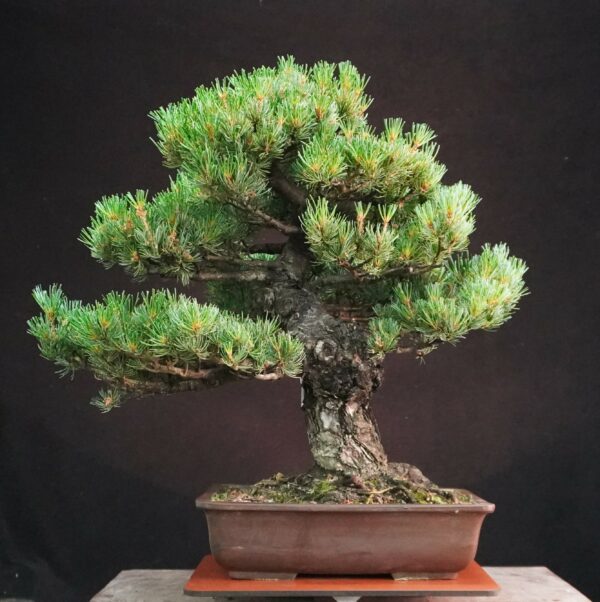Japanese White Pine (Grafted) | 58 cm | Japan | Refined Height, Rooted Presence