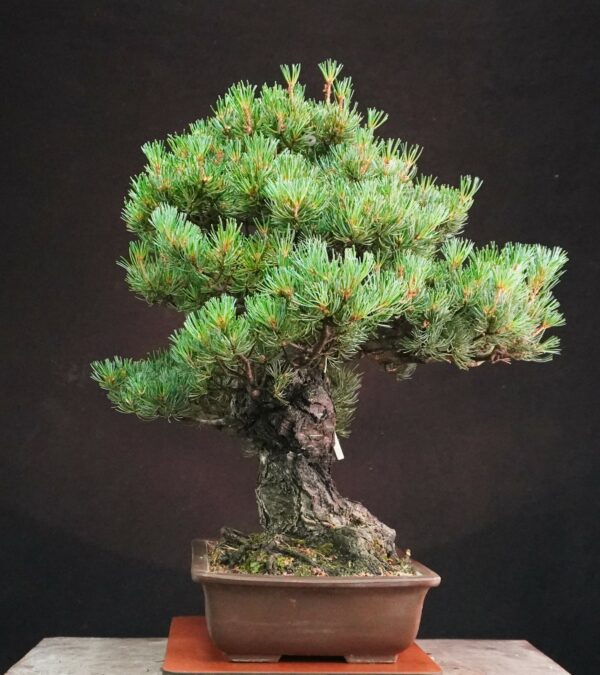 Japanese White Pine (Grafted) | 58 cm | Japan | Refined Height, Rooted Presence - Afbeelding 2