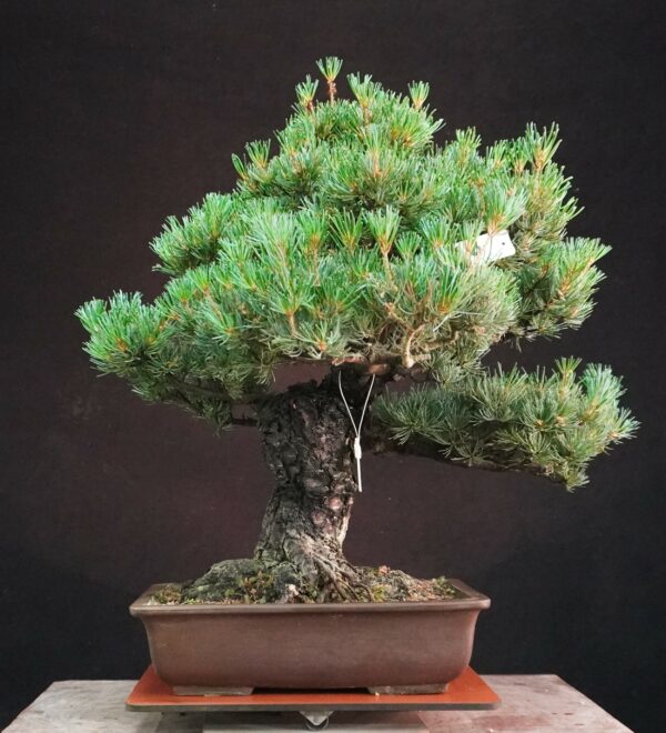 Japanese White Pine (Grafted) | 58 cm | Japan | Refined Height, Rooted Presence - Afbeelding 3