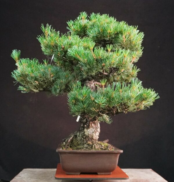 Japanese White Pine (Grafted) | 58 cm | Japan | Refined Height, Rooted Presence - Afbeelding 4