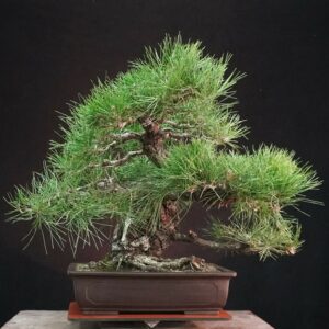 Japanese Black Pine (Moyogi) | 55 cm | Japan | Bold Form, Grounded Elegance