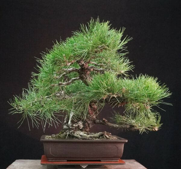 Japanese Black Pine (Moyogi) | 55 cm | Japan | Bold Form, Grounded Elegance