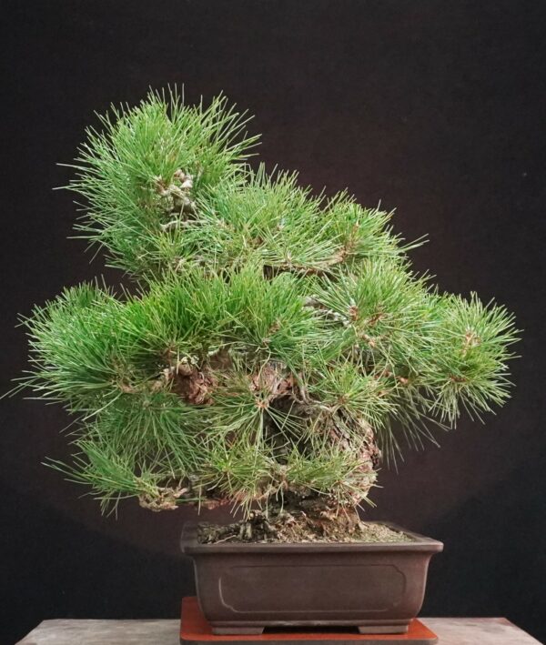 Japanese Black Pine (Moyogi) | 55 cm | Japan | Bold Form, Grounded Elegance - Afbeelding 2