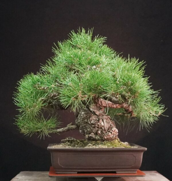 Japanese Black Pine (Moyogi) | 55 cm | Japan | Bold Form, Grounded Elegance - Afbeelding 3